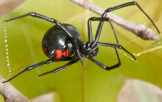 Black Widow Spider (2)