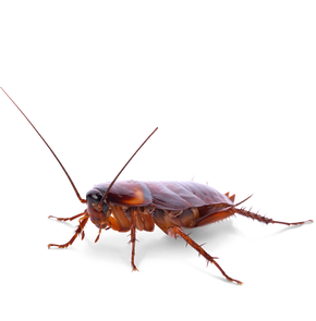 Cockroach