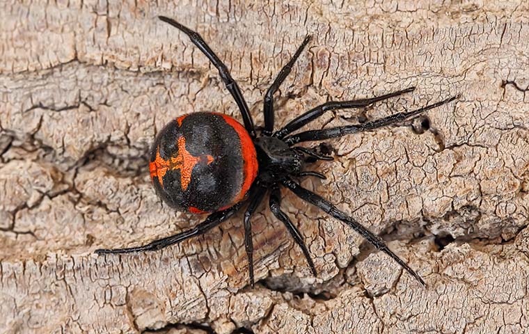 Black Widow Spider On Bark
