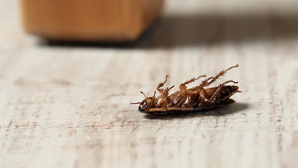 Cockroaches In Home