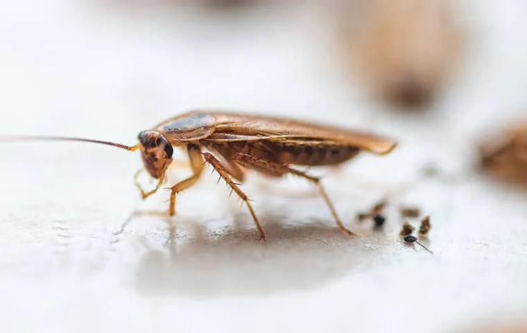 Cockroach Crawling Indoors